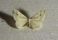 Macrosoma albida