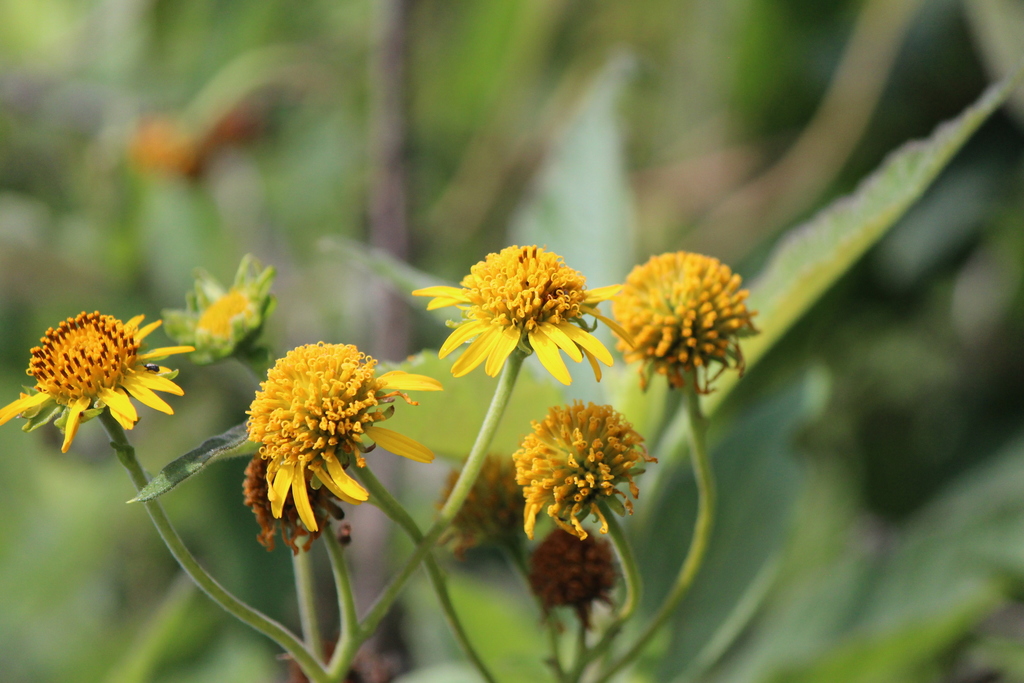 Verbesina robinsonii