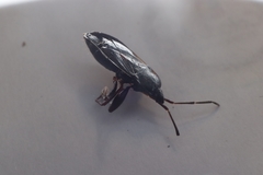 Eremocoris semicinctus