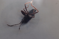 Eremocoris semicinctus