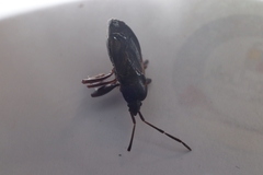 Eremocoris semicinctus