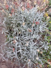 Astragalus anemophilus