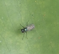 Chrysosoma globiferum