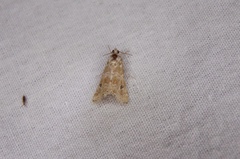 Hellula