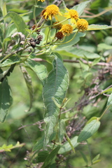 Verbesina robinsonii