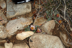 Townsendia scapigera