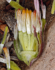 Townsendia scapigera