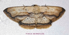 Campatonema marginata