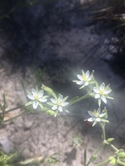 Spergula levis