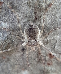 Oligolophus hanseni