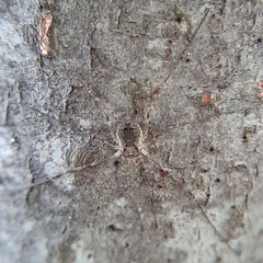 Oligolophus hanseni