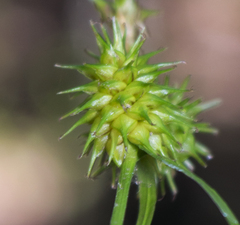 Carex cryptolepis