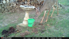 Odocoileus virginianus
