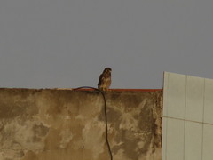 Falco tinnunculus