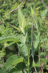 Verbesina robinsonii