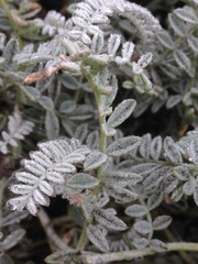 Astragalus anemophilus