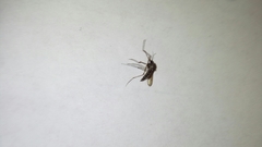 Culex pipiens