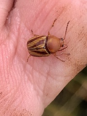 Cryptocephalus obsoletus