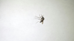 Culex pipiens