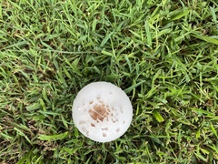 Chlorophyllum molybdites image