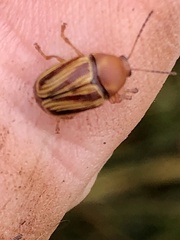 Cryptocephalus obsoletus