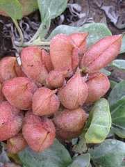 Astragalus anemophilus