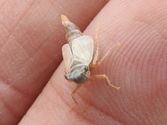 Lystridea