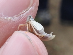 Lystridea