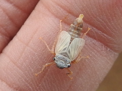 Lystridea