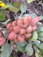 Astragalus anemophilus