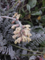 Astragalus anemophilus