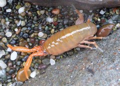 Megalorchestia corniculata