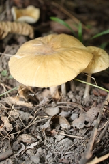 Oudemansiella limonispora