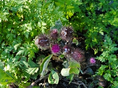 Arctium