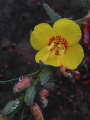 Eulobus crassifolius