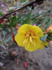 Eulobus crassifolius