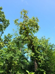 Cordia sulcata