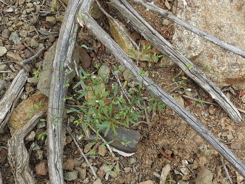 Image of Smallflower Dwarf Flax by (c) Sam Kieschnick, some rights reserved (CC BY)