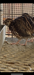 Coturnix