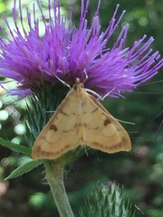 Torulisquama obliquilinealis