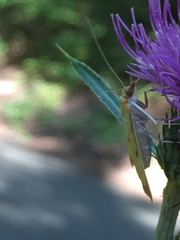 Torulisquama obliquilinealis