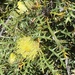 Banksia purdieana - Photo 由 Loxley Fedec 所上傳的 (c) Loxley Fedec，保留部份權利CC BY-NC