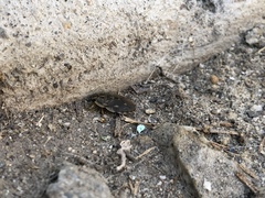 Ambrysus