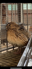 Coturnix