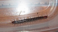 Scolopocryptops nigridius