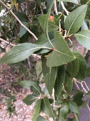 Populus × acuminata