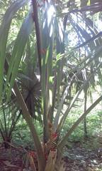 Sabal mauritiiformis