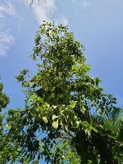 Cordia sulcata