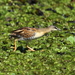 Yellow-breasted Crake - Photo (c) Hector Bottai, some rights reserved (CC BY-SA)