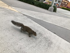Sciurus carolinensis